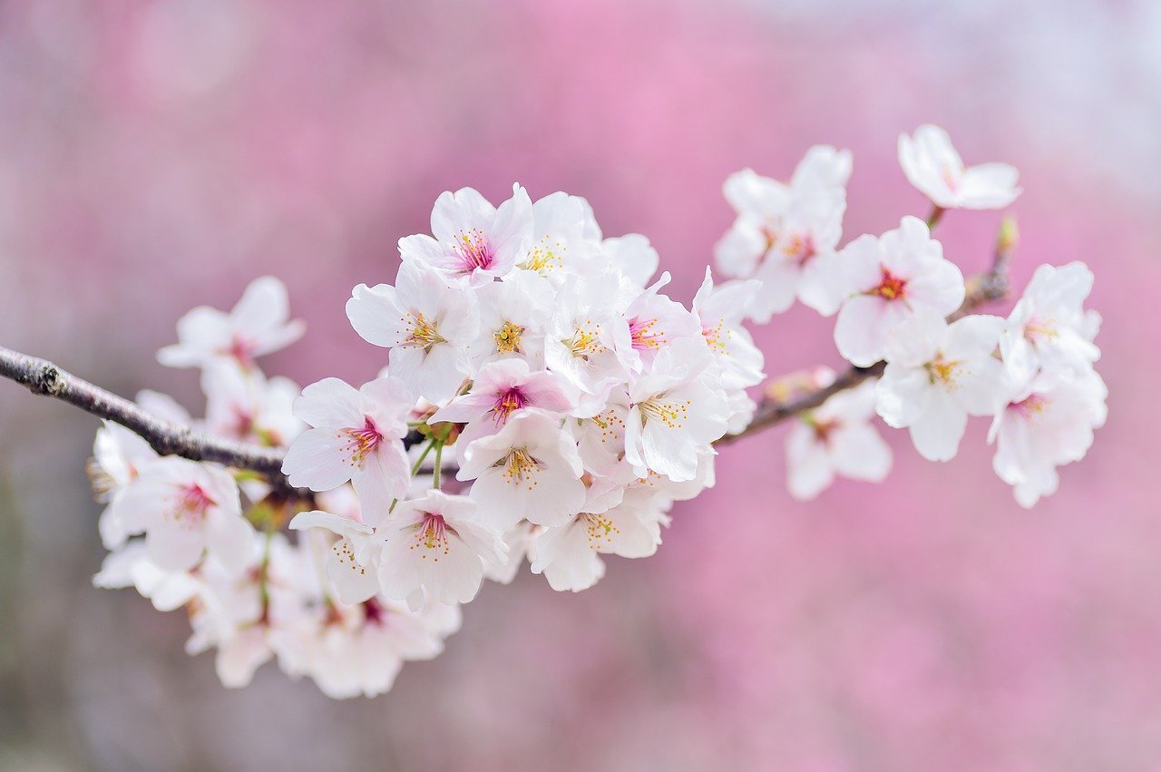 cherry-blossoms-2218781_1280-1.jpg